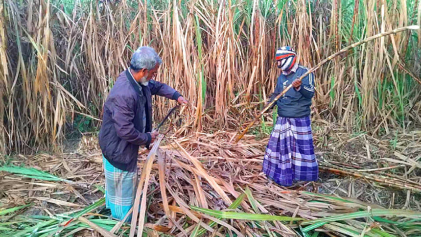 মিঠিপুরে বিলুপ্তির পথে আখ মাড়াইয়ের এক ঐতিহ্য