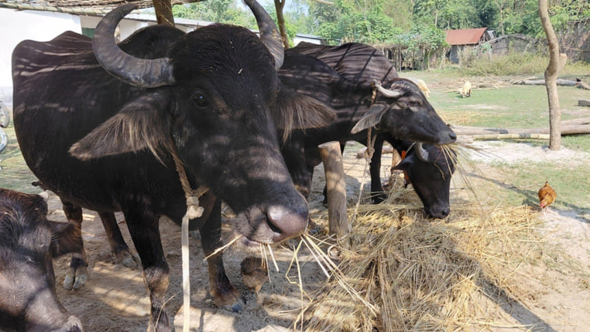 বিলীনের পথে ব্রহ্মপুত্র চরের শতবর্ষী মহিষ পালনের ঐতিহ্য