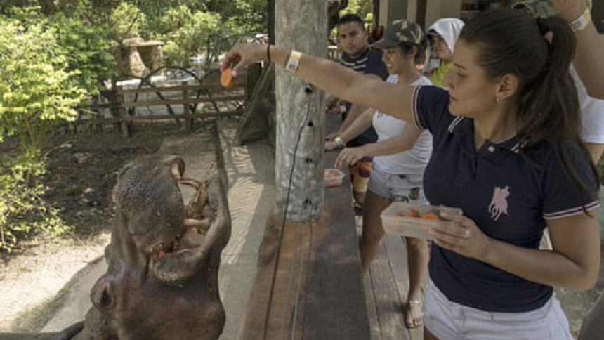 Hippo.jpg-1.jpg Hippo.jpg-1.jpg