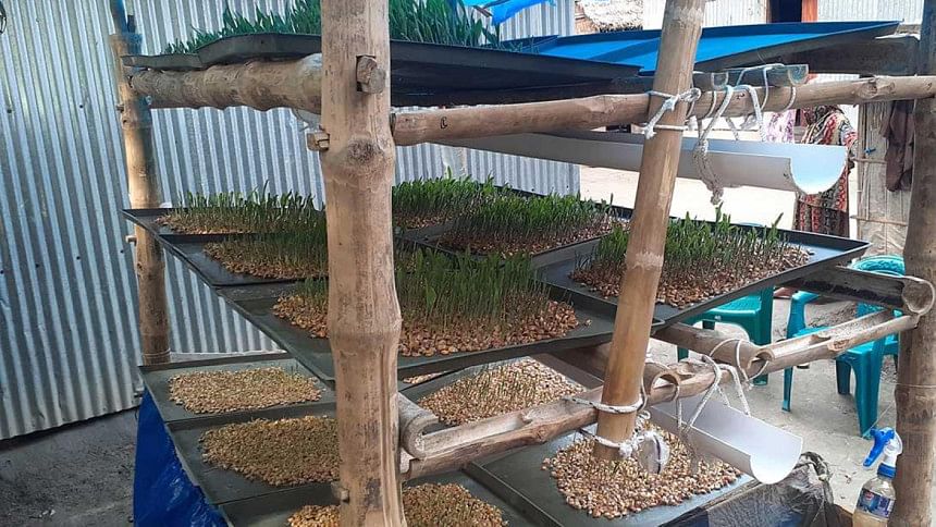 kurigram-hydroponic-grass (1).jpg kurigram-hydroponic-grass (1).jpg
