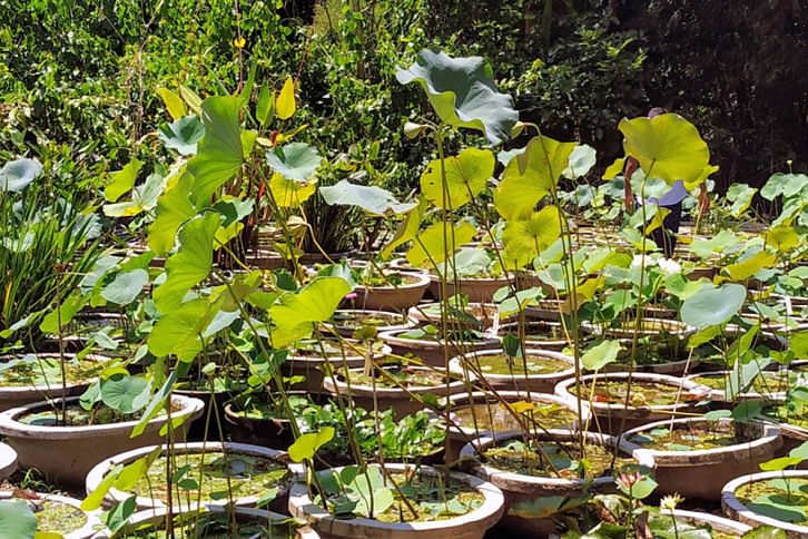 Manikganj_Garden2_5Sep20.jpg Manikganj_Garden2_5Sep20.jpg