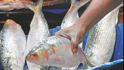 ইলিশ