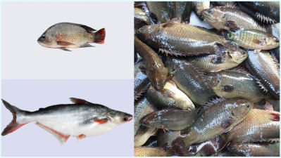 চাষের মাছ