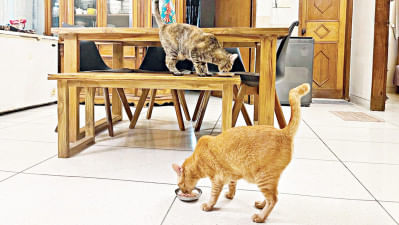 পোষা প্রাণী, করোনা মহামারি,