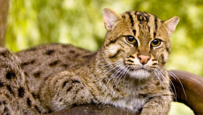 খাবারের খোঁজে লোকালয়ে মেছো বাঘ, আটকের পর মৃত্যু