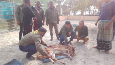 ‘বাঘের তাড়া খেয়ে’ লোকালয়ে হরিণ, উদ্ধার করে সুন্দরবনে অবমুক্ত