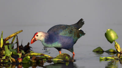 শিকারিরাই এখন পাখির রক্ষক