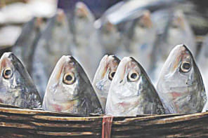 hilsa