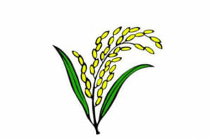 Sheaf of paddy Sheaf of paddy
