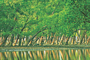 সুন্দরবন