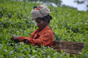 Tea labourer