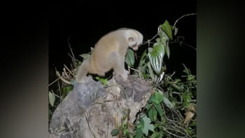 bengal-slow-loris.jpg bengal-slow-loris.jpg