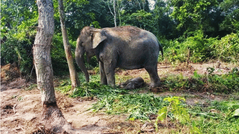 আনারকলি