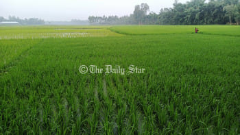 লালমনিরহাট আমন খেত