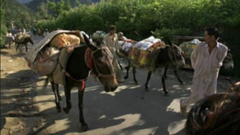 পাকিস্তানের দুর্গম এলাকায় বন্যাদুর্গতদের ত্রাণ সামগ্রী পৌঁছে দিচ্ছে ভারবাহী গাধা। ফাইল ছবি: রয়টার্স