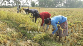 আমনের দাম বৃদ্ধি : খুশি ঠাকুরগাঁও-পঞ্চগড়ের চাষি