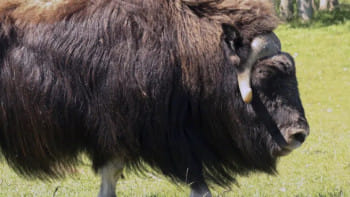 যুক্তরাষ্ট্রের আলাস্কা অঙ্গরাজ্যের 'মাস্কঅক্স' প্রজাতির ষাঁড়। ফাইল ছবি: এপি