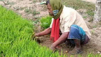 কুড়িগ্রাম-লালমনিরহাটে কনকনে ঠান্ডায় ব্যাহত কৃষি কাজ