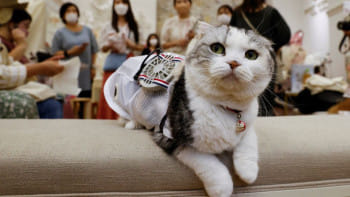 আজ পোষা প্রাণীকে পোশাক পরানোর দিন