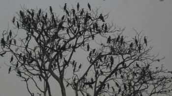 পরিযায়ী পাখি পরিযায়ী পাখি