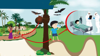 নিপাহ ভাইরাস