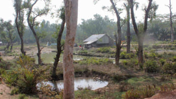 বন কেটে ঘর