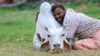 ভারতে এখন থেকে ১৪ ফেব্রুয়ারি ‘গরুকে জড়িয়ে ধরার দিন’ হিসেবে পালন করা হবে। ছবি: টুইটার থেকে সংগৃহীত