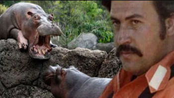 পাবলো এসকোবার ও তার শখের জলহস্তী। ছবি: সংগৃহীত