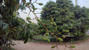 ফলন বিপর্যয়ের আশঙ্কায় ঈশ্বরদীর লিচু চাষি-ব্যবসায়ীরা