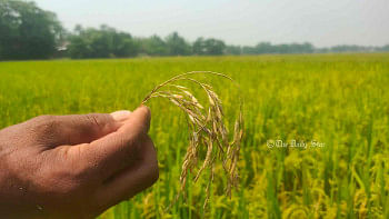 ধানে ব্লাস্ট রোগ: ক্ষতিতে হাওরের কৃষক ধানে ব্লাস্ট রোগ