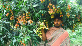 মাগুরা, লিচু,