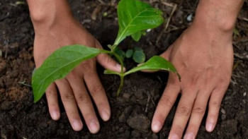 যে দেশে পরীক্ষা পাশের জন্য লাগাতে হয় ১০টি গাছ