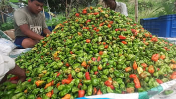 নাগা মরিচ, মৌলভীবাজার, নাগা মরিচ, মৌলভীবাজার,