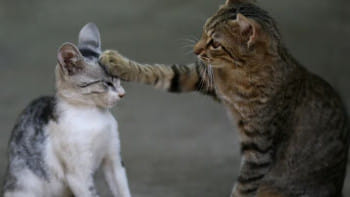 বিড়াল তাদের সঙ্গী ও কাছের মানুষের নাম-চেহারা মনে রাখতে পারে: গবেষণা