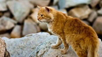 ক্যাট-ফক্স: না বিড়াল না শেয়াল 