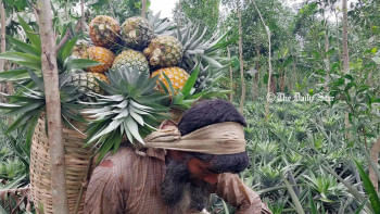 অবহেলায় মধুপুরের আনারস মধুপুরের আনারস