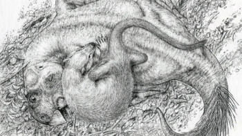 শিল্পীর চোখে স্তন্যপায়ী প্রাণী ও ডাইনোসরের লড়াই। ছবি: সংগৃহীত