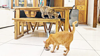 পোষা প্রাণী, করোনা মহামারি,