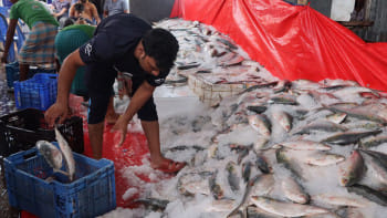 বেনাপোল বন্দর, ভারত, ইলিশ, ইলিশ রপ্তানি, পেট্রাপোল বন্দর,