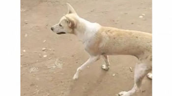 কুকুর হত্যা