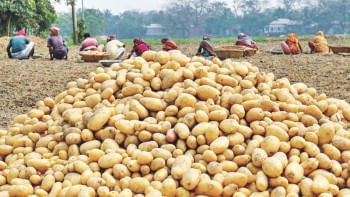 আলুর দাম