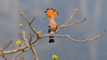 কথিত আছে যে পশু-পাখির ভাষা বুঝতে পারা নবীমহামতি হজরত সোলায়মান (আ.)- এর সভাসদ ছিল এক হুদহুদ। রাজা সোলায়মানের সাহচর্যে থেকে মানুষের ভাষা আয়ত্ব করে নিয়েছিল রাজকীয় এই পাখি। 