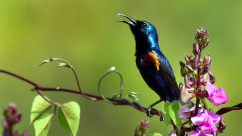 নীল টুনিতে টুনটুনালে কোনো রানির নাক কাটা যায় কি না, তা ঠিক জানা যায় না। তবে সূর্যের আলোয় ঝলমল করতে থাকা বেগুনি-নীল রঙের এই পাখির সৌন্দর্যে সত্যিই মুগ্ধ হতে হয়।