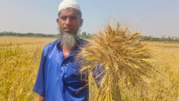 লবণ সহিষ্ণু গম