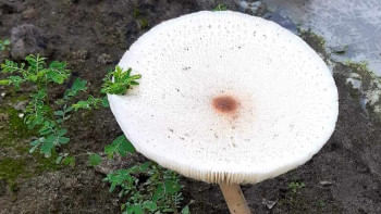 মাশরুমের উপকারিতা মাশরুমের উপকারিতা