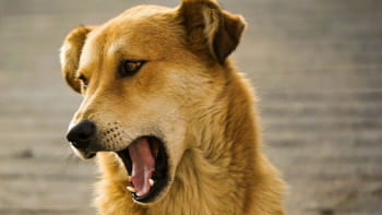 কুকুর কামড়ালে কী করবেন