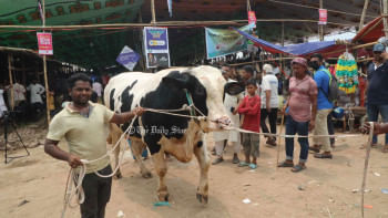 কোরবানির পশু ক্যাশলেসে কেনার সুযোগ