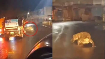 মহারাষ্ট্রে ভারী বৃষ্টির পর রাস্তায় চলে আসে কুমির। ছবি: এক্স থেকে সংগৃহীত মহারাষ্ট্রে ভারী বৃষ্টির পর রাস্তায় চলে আসে কুমির। ছবি: এক্স থেকে সংগৃহীত