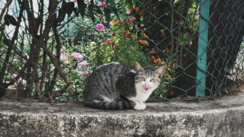 পথকুকুর, পথবিড়াল, কুকুর, বিড়াল, প্রাণী,