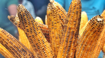 ভুট্টার উপকারিতা ভুট্টার